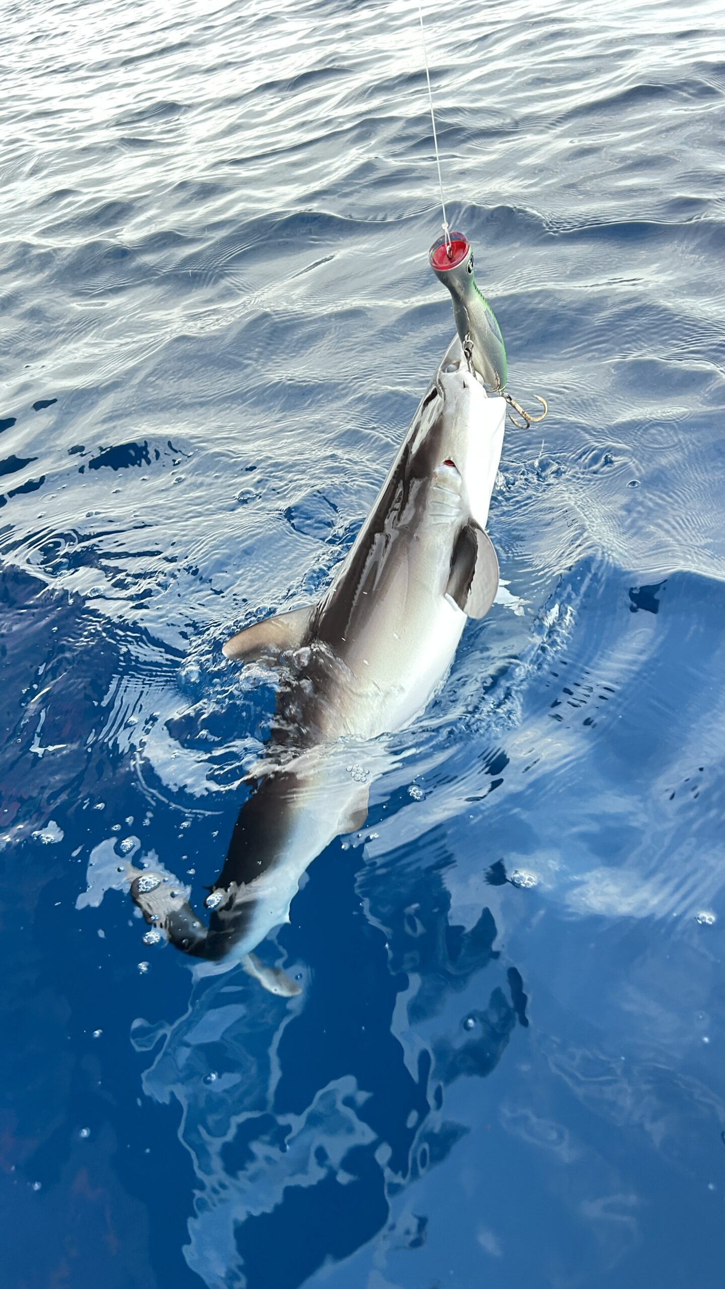 Gallery - O'Tuna Sport Fishing