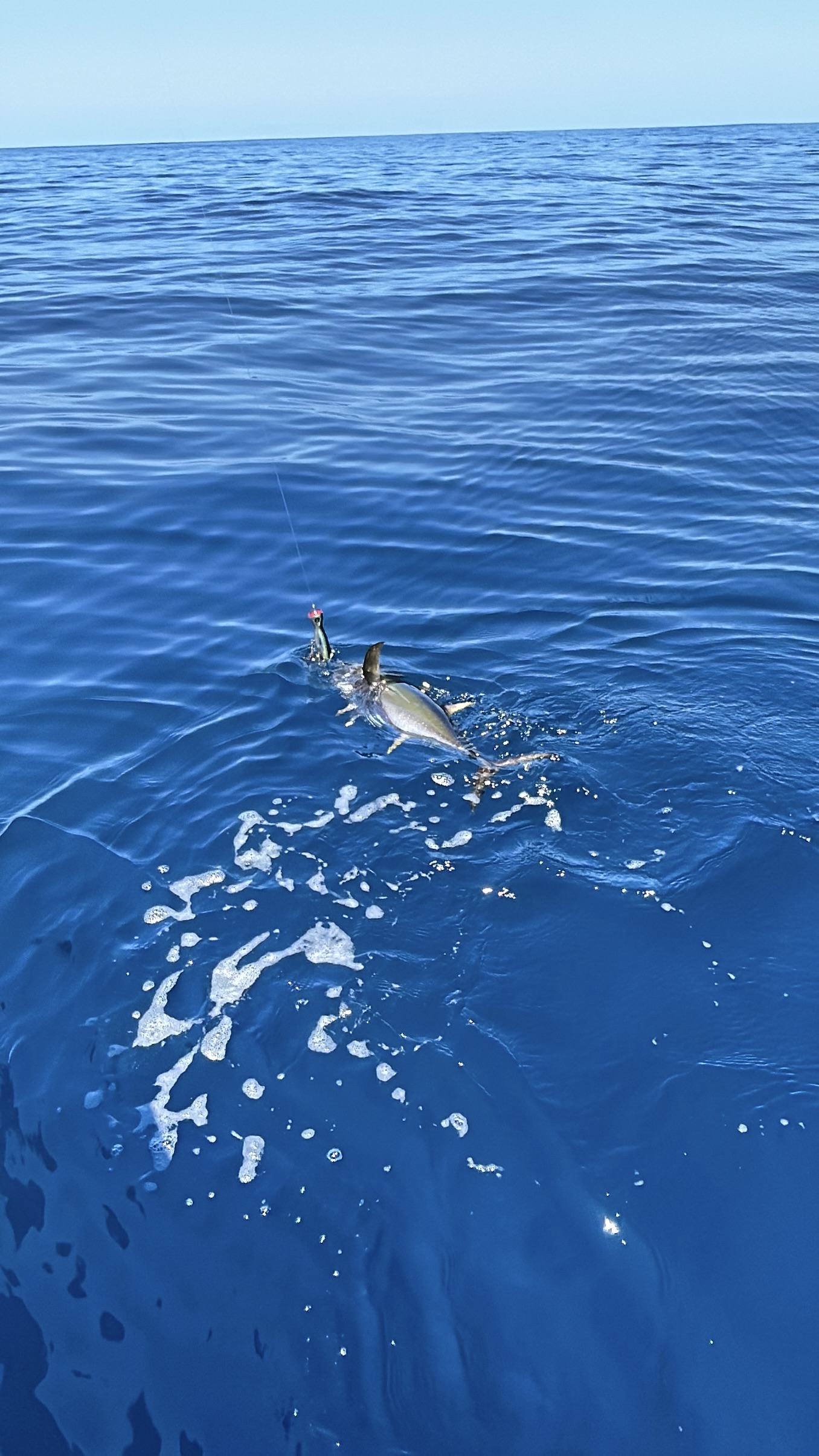 Gallery - O'Tuna Sport Fishing