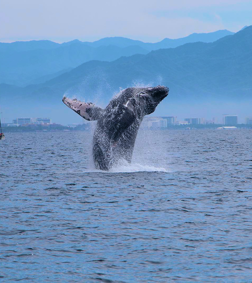 Avistamiento de ballenas