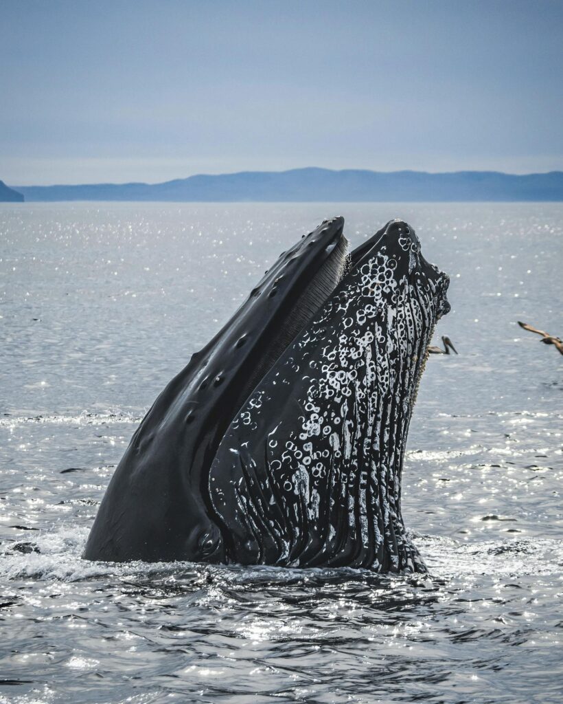 Avistamiento de ballenas