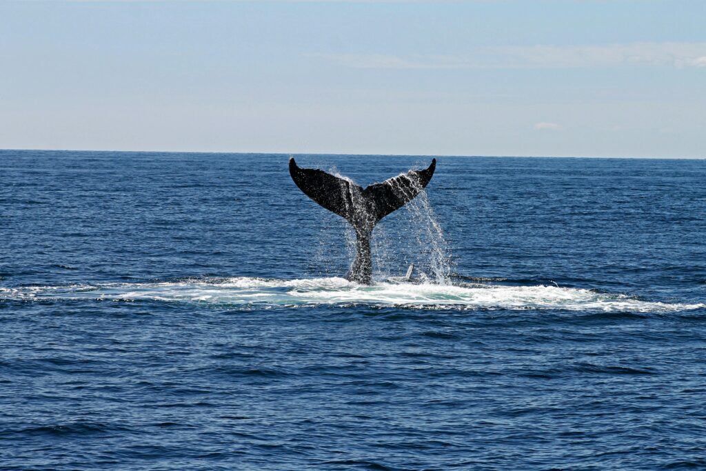Avistamiento de ballenas